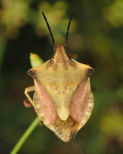 Réf. 244 005 : Carpocoris fuscispinus